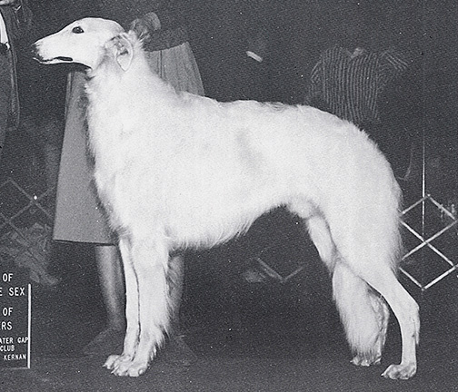 1988 Dog, Bred by Exhibitor - 1st