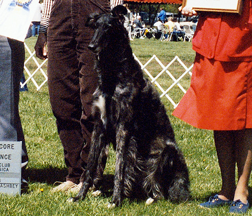 1988 Obedience Open Class 'A'