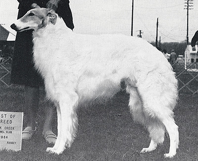 1988 Stud Dog Class - 1st