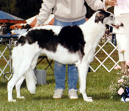 1988 Bitch, 12 months and under 18 - 2nd