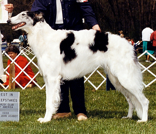 1988 Dog, Bred by Exhibitor - 3rd
