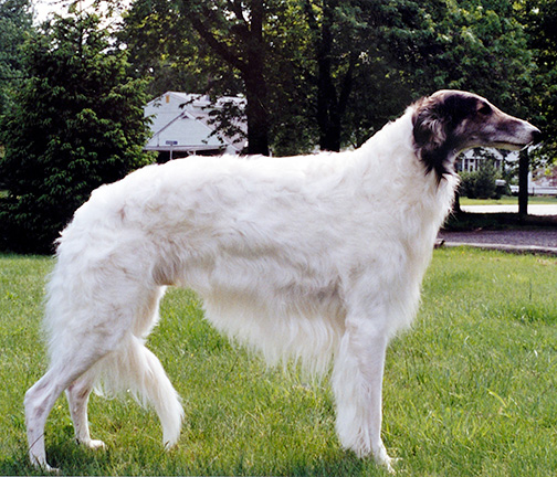 1988 Stud Dog Class - 4th