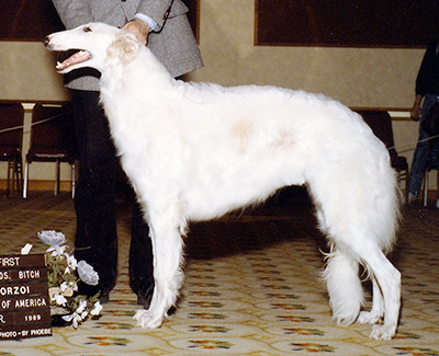 1989 Bitch, 12 months and under 18 - 1st