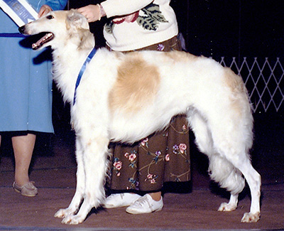 1989 Puppy Sweepstakes Bitch, 12 months and under 15 - 4th