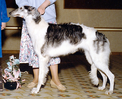 1989 Bitch, Amerian Bred - 1st