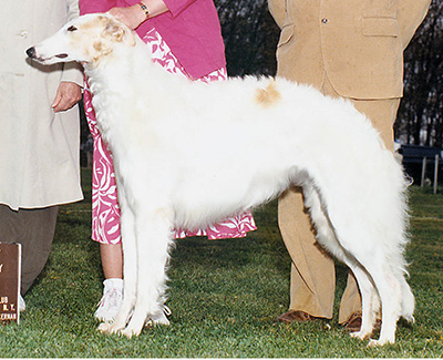 1989 Bitch, Bred by Exhibitor - 3rd