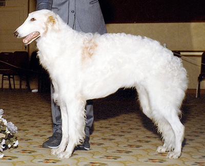 1989 Dog, 12 months and under 18 - 1st