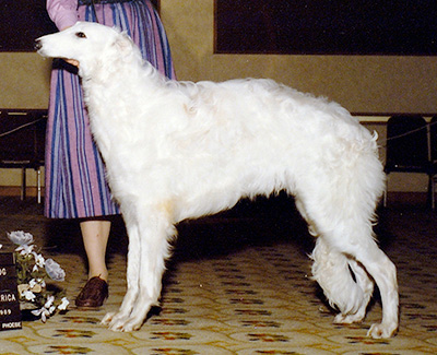 1989 Dog, 6 months and under 9 - 1st