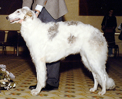 1989 Dog, 9 months and under 12 - 1st