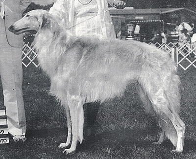 1989 Dog, Amerian Bred - 3rd