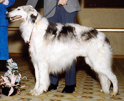 1989 Dog, Veteran 7 years and under 10 - 1st