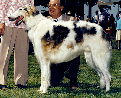 1989 Dog, Veteran 7 years and under 10 - 2nd