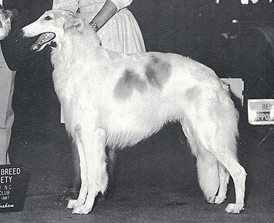 1989 Futurity Stud Dog Class - 1st