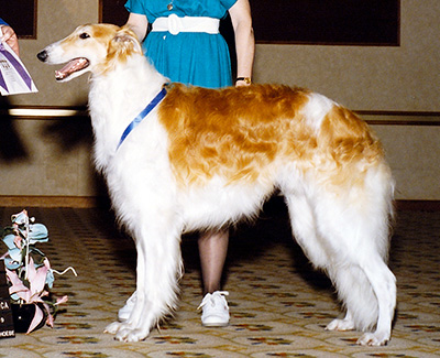 1989 Reserve Winners Dog