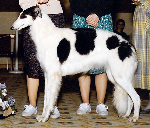 1989 Best in Puppy Sweepstakes