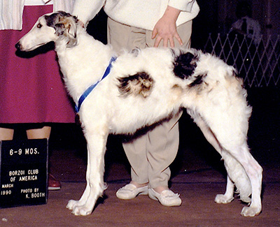 1990 Bitch, 6 months and under 9 - 1st