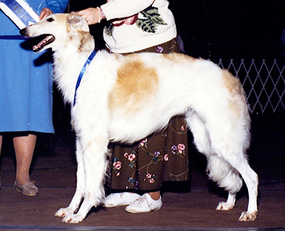 1990 Bitch, Amerian Bred - 1st