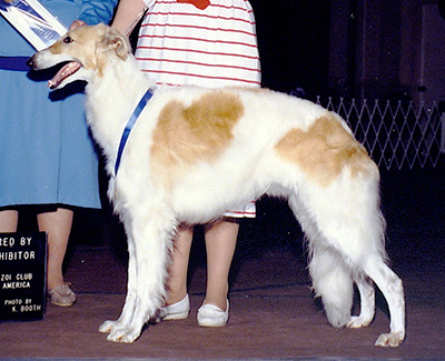 1990 Bitch, Bred by Exhibitor - 1st