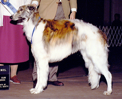 1990 Dog, 12 months and under 18 - 1st