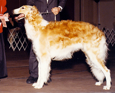 1990 Dog, 12 months and under 18 - 2nd