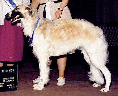 1990 Dog, 9 months and under 12 - 1st