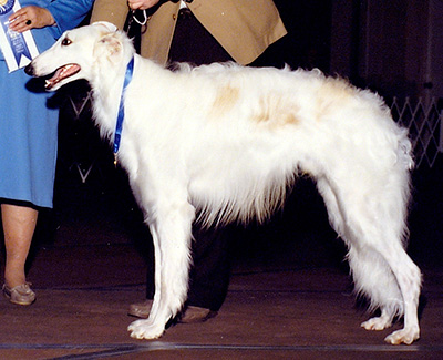 1990 Dog, Amerian Bred - 1st