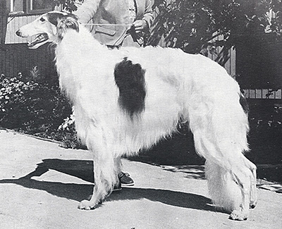 1990 Dog, Amerian Bred - 4th