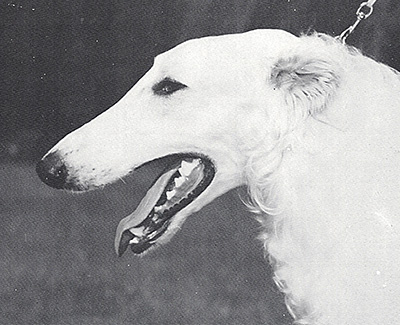 1990 Dog, Open - 3rd