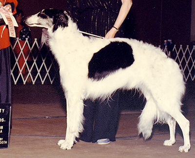 1990 Futurity Bitch, 18 months and under 21 - 1st