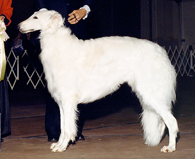 1990 Futurity Dog, 18 months and under 21 - 1st