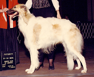 1990 Futurity Dog, 21 months and under 24 - 1st