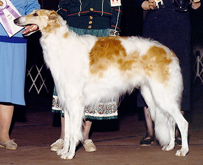 1990 Reserve Winners Dog