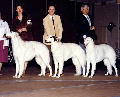 1990 Stud Dog Class - 1st