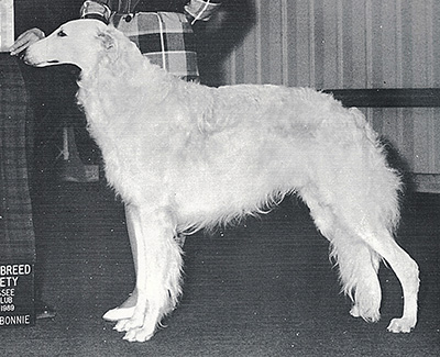 1990 Stud Dog Class - 2nd