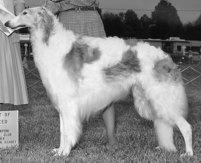 1990 Stud Dog Class - 3rd