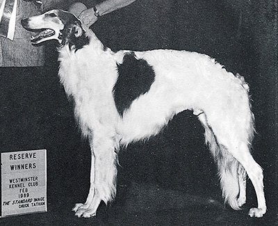 1990 Stud Dog Class - 4th