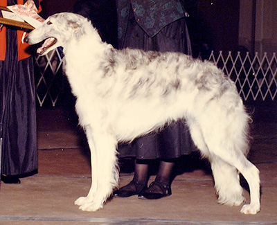 1990 Puppy Sweepstakes Bitch, 12 months and under 15 - 4th