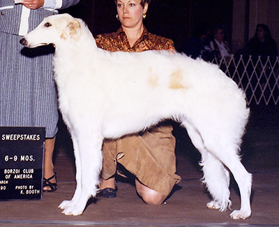 1990 Puppy Sweepstakes Bitch, 6 months and under 9 - 1st