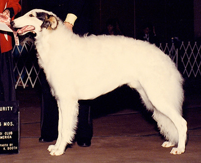 1990 Puppy Sweepstakes Dog, 12 months and under 15 - 2nd
