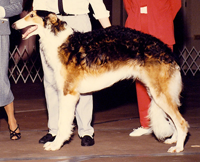 1990 Puppy Sweepstakes Dog, 15 months and under 18 - 1st