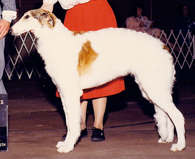 1990 Puppy Sweepstakes Dog, 6 months and under 9 - 1st