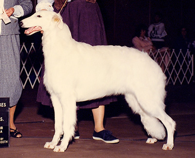 1990 Puppy Sweepstakes Dog, 9 months and under 12 - 1st