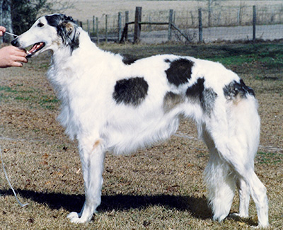 1991 Bitch, Amerian Bred - 1st