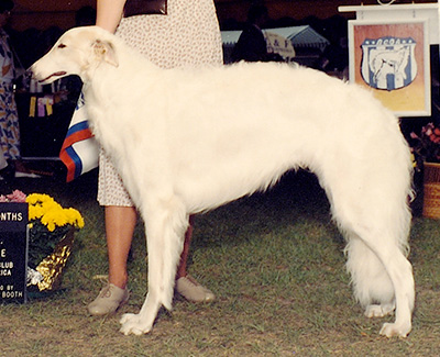 1991 Dog, 12 months and under 18 - 1st