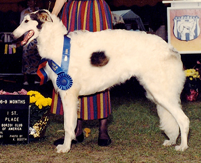 1991 Dog, 6 months and under 9 - 1st