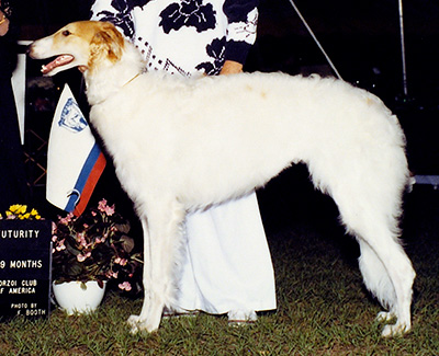 1991 Futurity Junior Dog, 6 months and under 9 - 1st