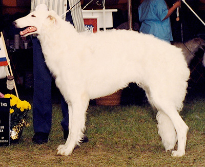 1991 Dog, 9 months and under 12 - 1st