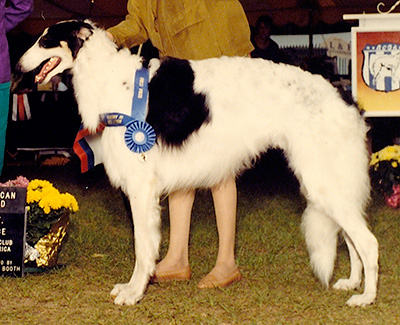 1991 Dog, Amerian Bred - 1st