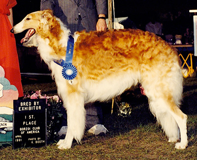 1991 Dog, Bred by Exhibitor - 1st