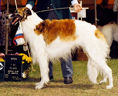 1991 Dog, Open - 1st